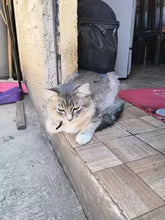 Je l'ai adopté !